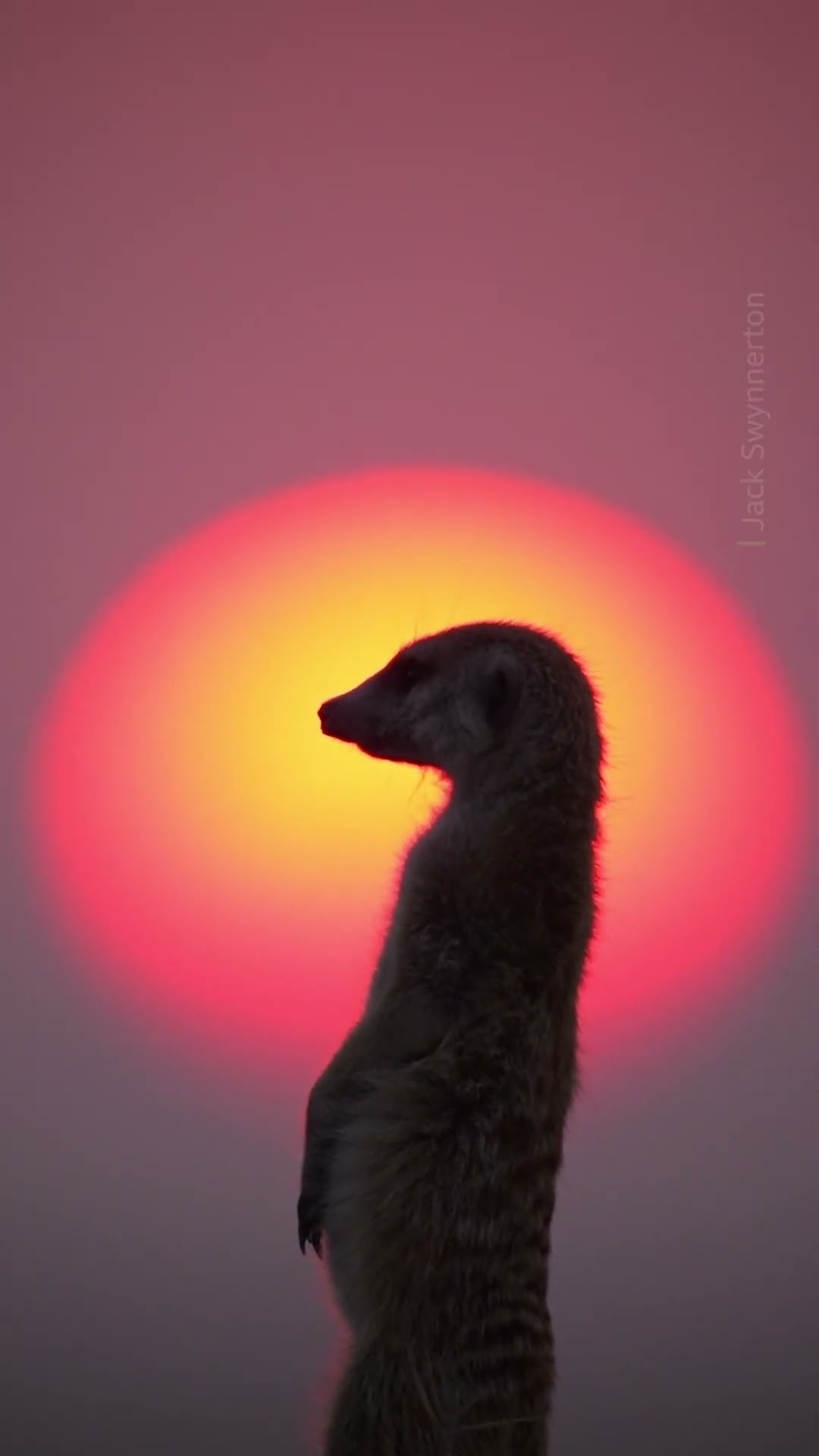 On the look out for predators ? #Shorts #Animals #Meerkat