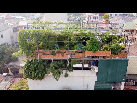 Chi gần tỷ đồng để nuôi cá, trồng rau, trang trại sân thượng giữa lòng Hà Nội