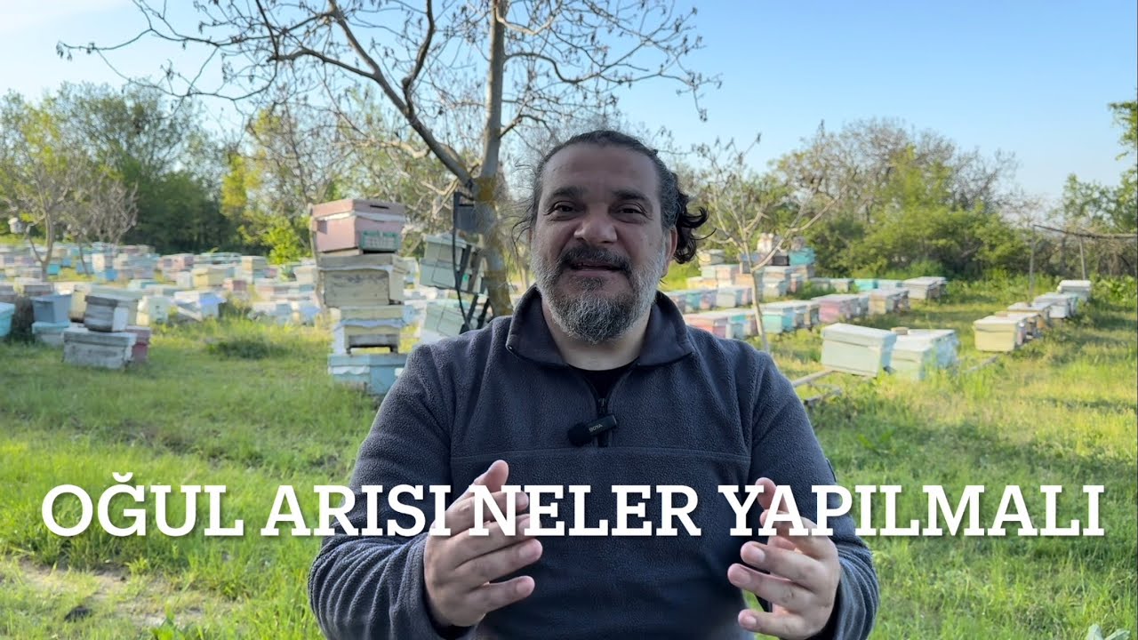 OĞUL ARI HAKKINDA ÖNEMLİ !!!
