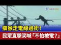 獼猴走電線過街！ 民眾直擊笑喊「不怕被電？」