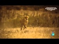 Grandes documentales  velocidad asesina sabana