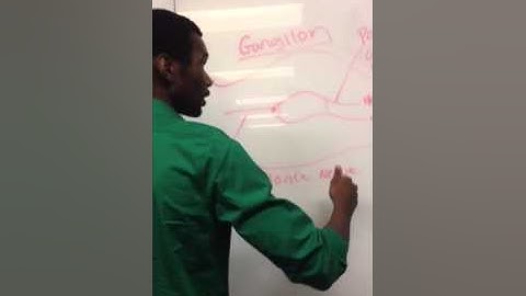 Autonomic Nervous System