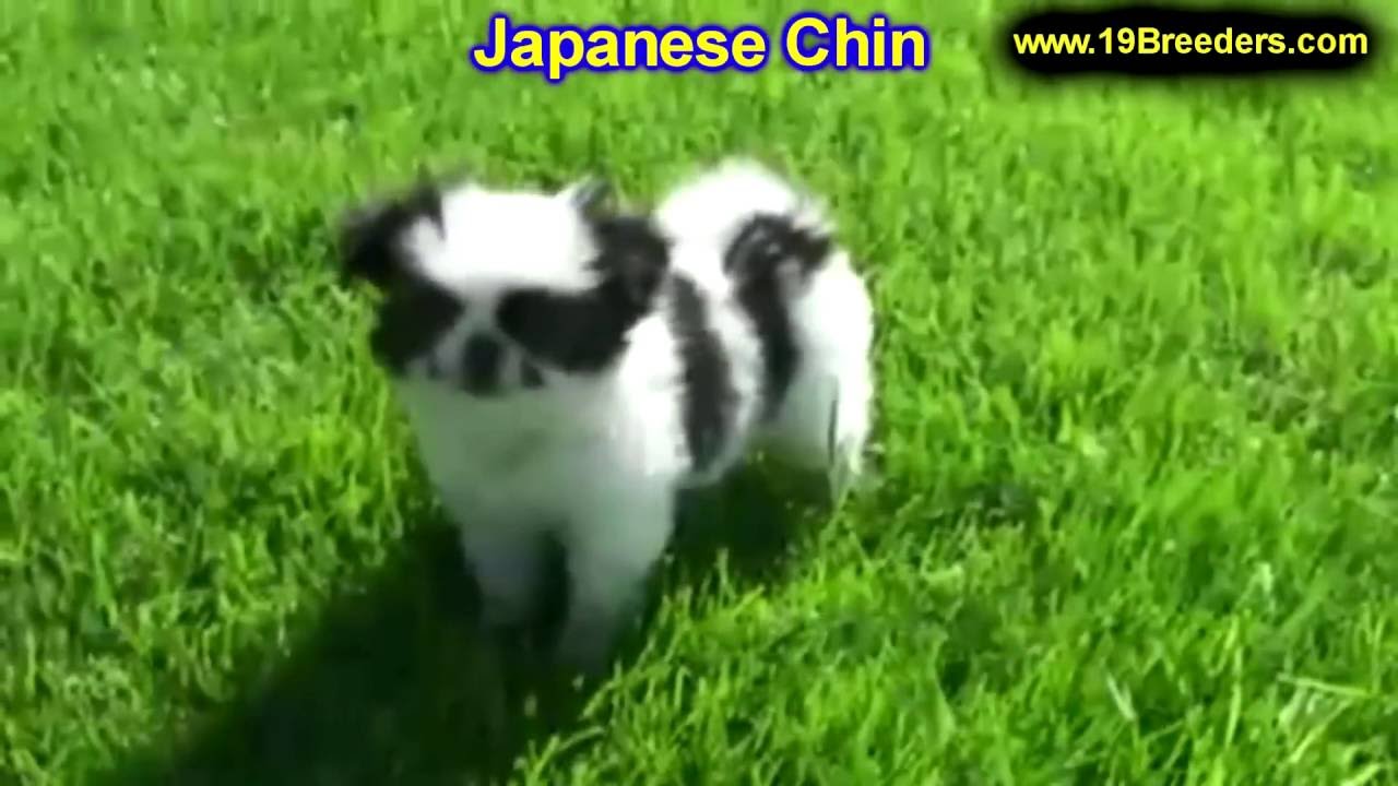 Anchorage Craigslist Pets - Best Car News 2019-2020 by ...