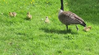 Sneak a Peek: Canada Geese Nuggets 2024 #birds #animals #canadagoose #goose #gosling #babyanimals