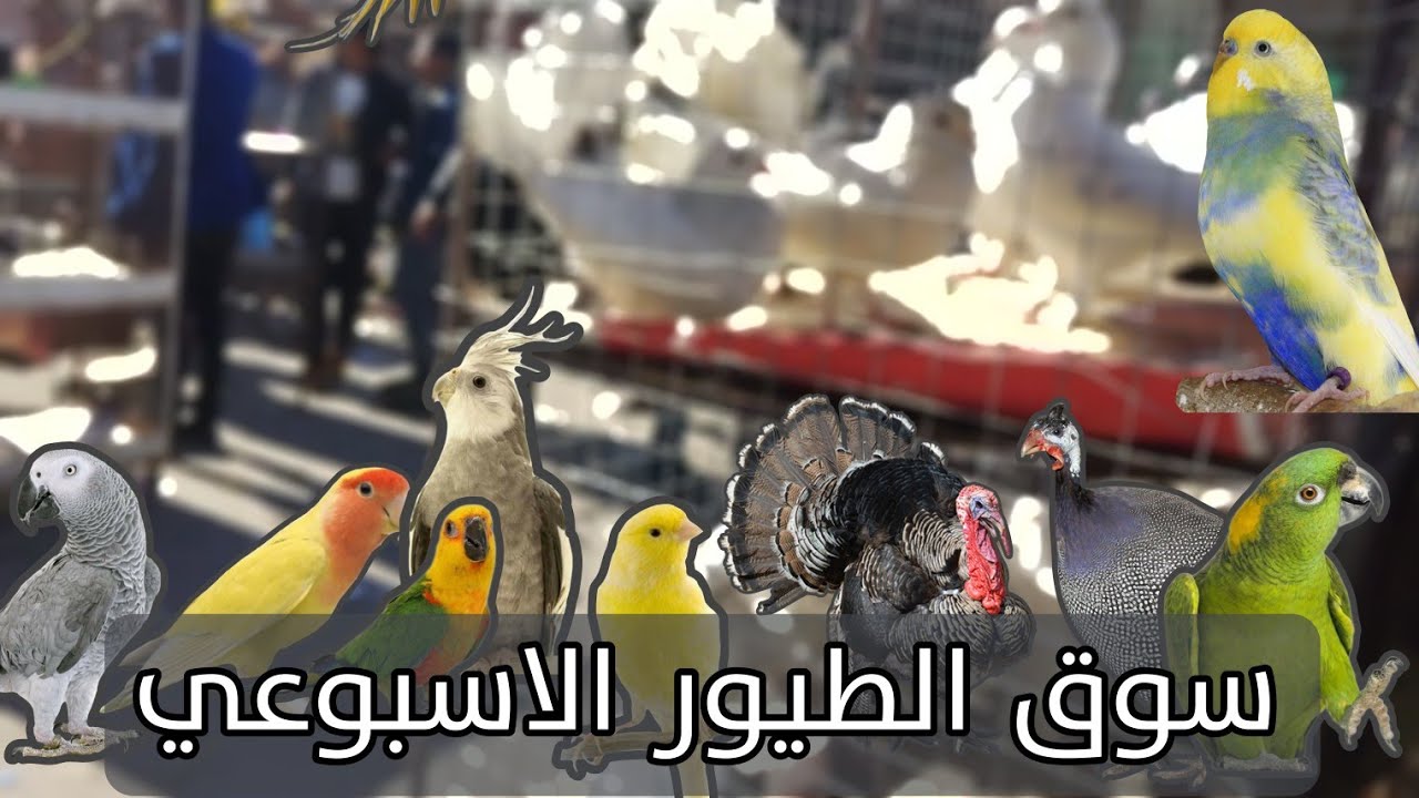 سوق الطيور الاسبوعي