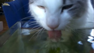 cats drinking from a fishbowl! by Catcafe 13 views 7 years ago 1 minute, 40 seconds