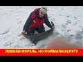 Ловили форель, но поймали белугу более 40 кг. Первый лёд.