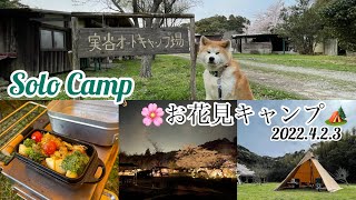 2022.4.2.3【ソロキャンプ】千葉県御宿町『実谷オートキャンプ場』サクラ🌸満開お花見キャンプ🏕薪ストーブとアイアンメスティン、キャンプ飯で一杯🍺 初サーカストリポッド使用して広々空間❣️