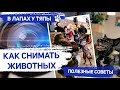 Фотосъёмка животных: чем отличается фотосессия животных? / Видеосъёмка домашних питомцев: советы