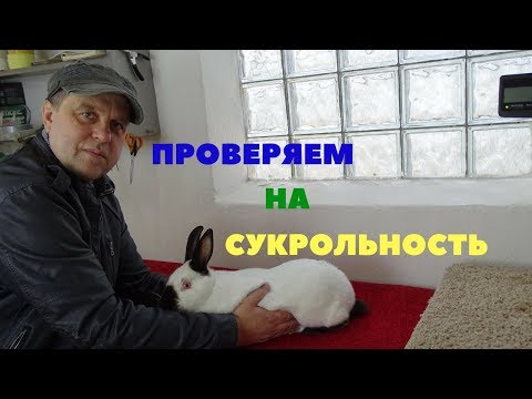 Как проверить крольчиху на беременность (сукрольность) с помощью пальпации