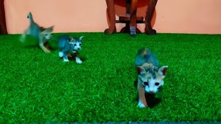 3 Cutest Kittens Play Puzzle Game by Short Tail Kitten TV 22 views 4 weeks ago 8 seconds