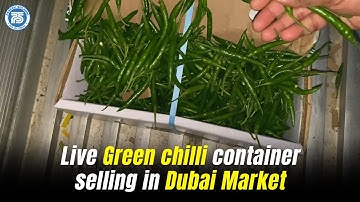 Live Green chilli container selling in Dubai Market | Export by OnlineExim Student | Export Import
