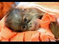 Orangutan bébi a Budapesti Állatkertben