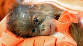 Orangutan bébi a Budapesti Állatkertben