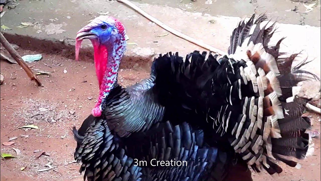 Turkey Head Change Color Blue to Red Turkeys’ heads change color to