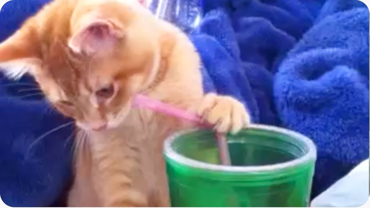 Kitty Drinks From Straw 
