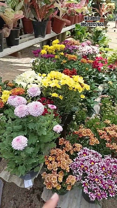 Updated colorful chrysanthemum flowers #chrysanthemums #beautifulflowers #plants #gardening