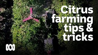 Fourth generation citrus farmer uses new tricks, takes risks to become sweet success 🚜👩‍🌾🍊 screenshot 3