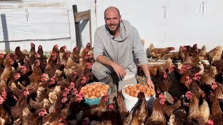 HOW MUCH MONEY DID WE MAKE FROM 800 CHICKENS IN 1 DAY?