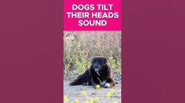 Thumbnail of Sounds That Make Dogs Tilt Their Head #funny  #sounds  #dogs