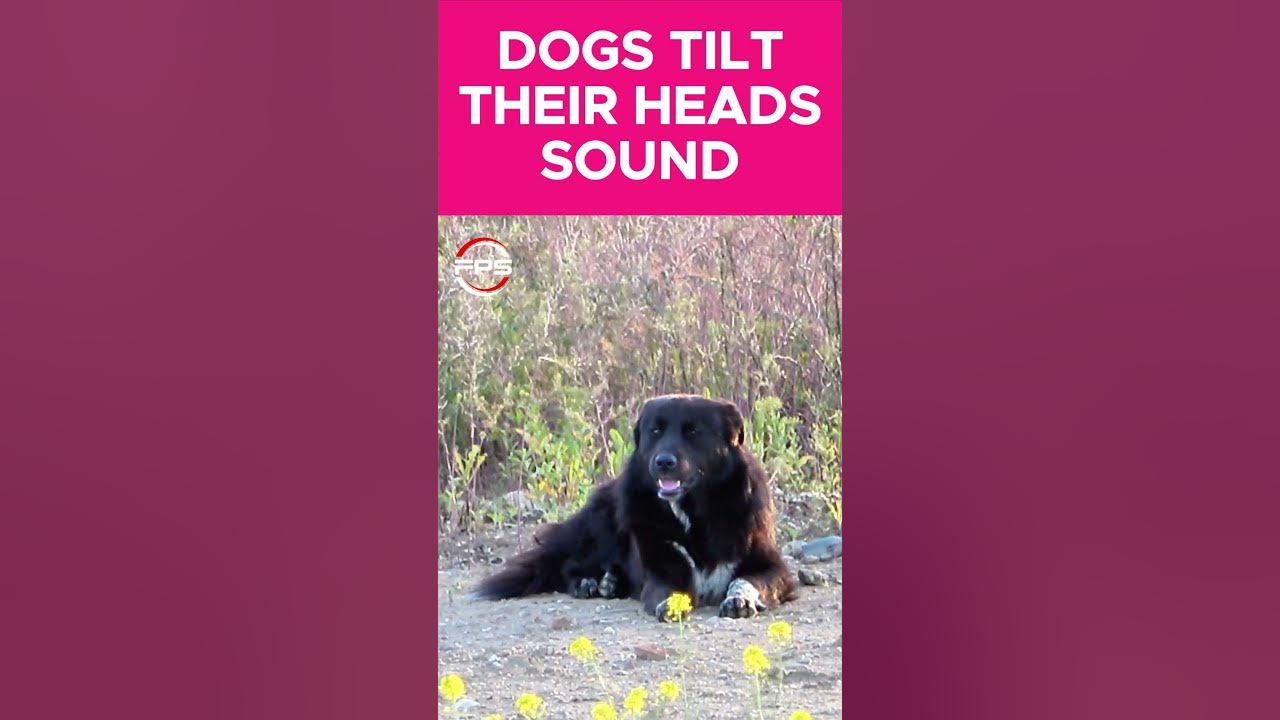 Sounds That Make Dogs Tilt Their Head #funny #sounds #dogs Sounds That Make Dogs Tilt Their Head #funny #sounds #dogs