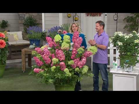 Roberta S 1 Piece Fire Light Hydrangea On Qvc Youtube