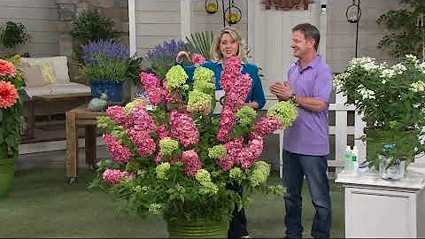 Roberta's 1-piece Fire Light Hydrangea on QVC