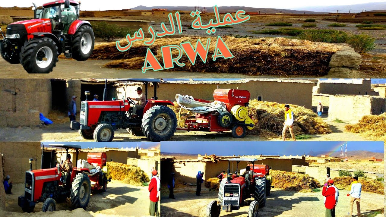 Anbdu dirwatn Amellago ksar 2020موسم درس القمح بأملاكو قصر