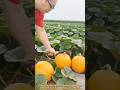 Incredible Pumpkin Harvest: Satisfying Curved Knife Harvesting Technique #farming