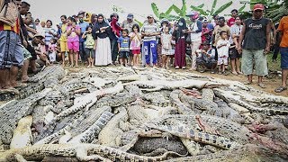 (Шок! 18+) Индонезийцы Забили Насмерть Почти 300 Крокодилов На Крокодиловой Ферме!