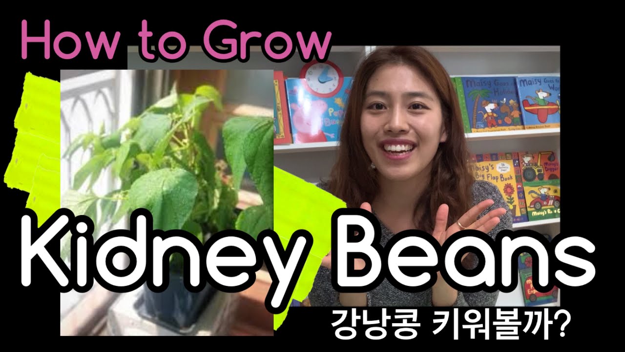 How to grow kidney beans? YouTube