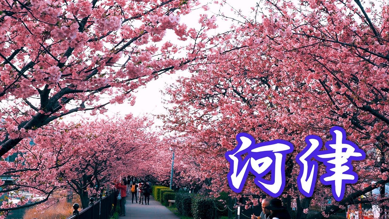 【Cherry blossoms】Kawazu  Sakura Festival 2019 #4K #河津桜
