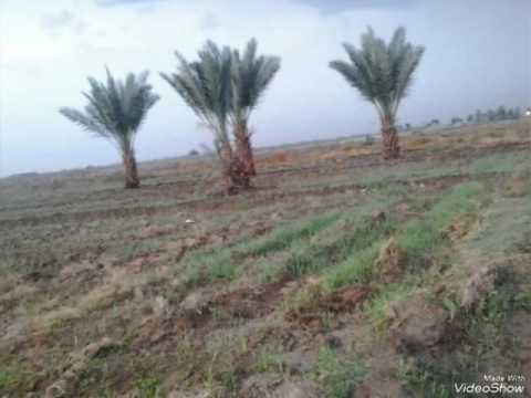 المطرب الريفي المرحوم كامل كشاش 