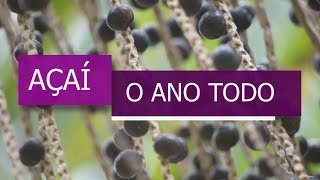 Açaí o ano todo com irrigação