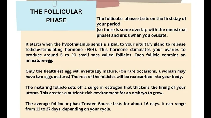 Menstrual Cycle
