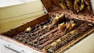 إجراءات ما قبل رفع العاسلات في خلايا نحل العسل