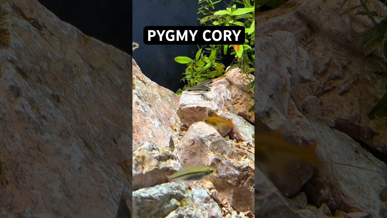 One of the cutest nano species of fish in the hobby, Pygmy Corydoras!#corydoras #cory #nanofish