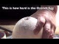 ostrich egg How to Crack an Ostrich egg