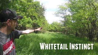 Summer Whitetail Scouting: A 60 Acre Piece Of Public Land