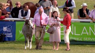 Pencampwriaeth Blwydd - Merlod Mynydd Cymreig | Welsh Mountain Ponies - Yearling Championship