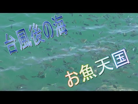【マグロが釣れる漁港】台風後の海は爆釣するらしい