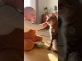 赤ちゃんの初めての餌やり| #shorts #animals #baby