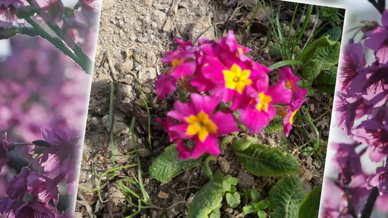 Spring colours through Winter Season - YouTube