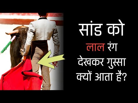 वीडियो: भैंस को लाल रंग से नफरत क्यों है?