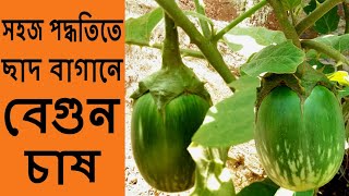 সারা বছর প্রচুর ফলন পেতে যেভাবে ছাদবাগানে বেগুন চাষ করবেন /  How to grow brinjal in Rooftop Garden