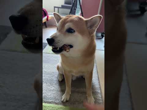 Video: Mēs nezinām, vai šī Shiba Inu, ko sauc par Yoda, ir patiešām gudrs un viltīgs kā lapsa, bet viņš patiesi atgādina viņa spožo acu un krūmājušo brālēnu.