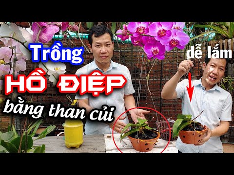 Trồng lại Lan Hồ Điệp sau Tết bằng Than Củi được không ? Mê Lan TV | Foci