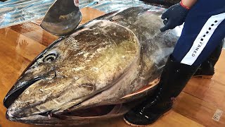 The Sharpest Knife Cuts Over 300kg Giant Bluefin Tuna