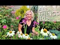 Iris Complete Guide Where To Buy How To Plant Fertilizing After Care Schreiner S Iris Order Iris Complete Guide Where To Buy How To Plant Fertilizing After Care Schreiner S Iris Order