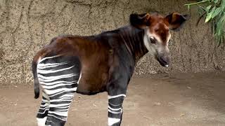 Okapi Calf Mosi